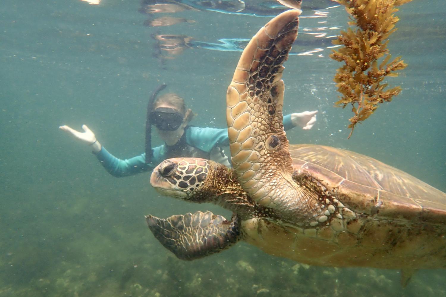 一名<a href='http://intranet.whxykj.net'>全球十大赌钱排行app</a>学生在Galápagos群岛游学途中与一只巨龟游泳.